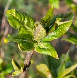 villosa_villosa_20230401_MLD_MLD