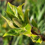 villosa_villosa_20230401_MLD_MLD_2