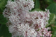 villosa wolfii
