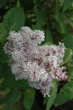 Wolfii_20070627_MF_FM