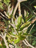 villosa_wolfii-20230401-MLD-MLD