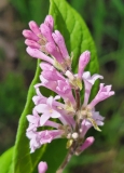 villosa_wolfii_20210506_MLD_MLD_2