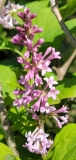 villosa_wolfii_20210514_MLD_MLD_2