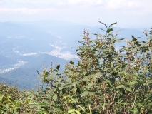 villosa_wolfii_2021_Korea_HS_1