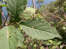 villosa_wolfii_2021_Korea_HS_2