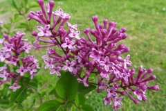 Violet Candy