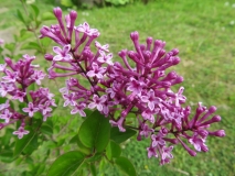 Violet-Candy
