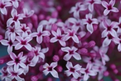 Violet Fizz