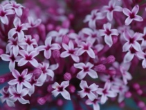 Violet_Fizz_2019_Sapporo_HI