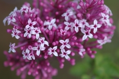 Violet_Fizz_Sapporo_HI_1