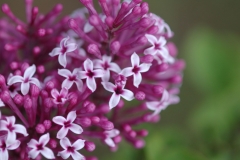 Violet_Fizz_Sapporo_HI_2