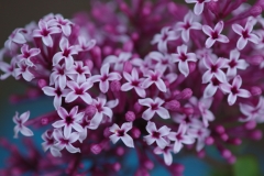 Violet_Fizz_Sapporo_HI_3