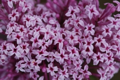 Violet_Fizz_Sapporo_HI_4
