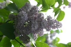 Violet Glory