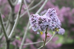 Violet_Glory_2013_HP_TP2