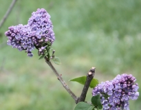 Violet_Glory_2013_HP_TP3