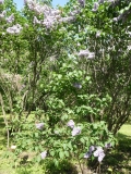 Violet_Glory_20180523_RAS_MLD_1