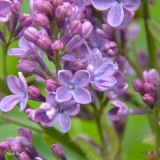 Violet_Glory_2019_LM_CF