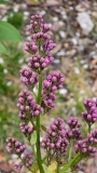 Violet_Glory_20230417_MLD_MLD