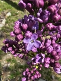 Violet_Glory_20230420_MLD_MLD_1