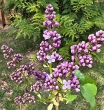 Violet_Glory_20230420_MLD_MLD_2