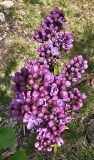 Violet_Glory_20230420_MLD_MLD_3