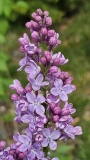 Violet_Glory_20230422_MLD_MLD_1
