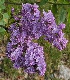 Violet_Glory_20230422_MLD_MLD_2