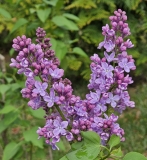 Violet_Glory_20230422_MLD_MLD_3