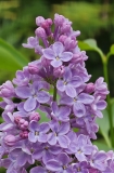 Violet_Glory_20230424_MLD_MLD_1