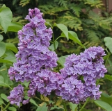 Violet_Glory_20230424_MLD_MLD_2