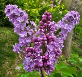 Violet_Glory_20230503_MLD_MLD_1