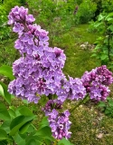 Violet_Glory_20230503_MLD_MLD_2