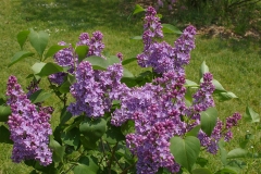 Violet_Glory_CH