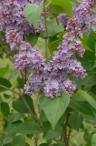 Violet_Glory_ZB