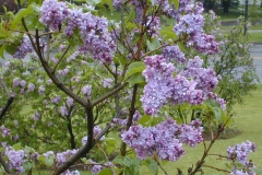 Violetta