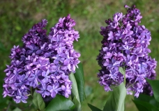 Violetta_2004_CH_1