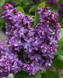 Violetta_2004_CH_2