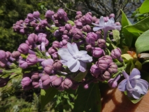 Violetta_20180501_SRA_MLD_1