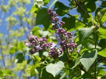 Violetta_20180501_SRA_MLD_4