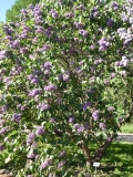 Violetta_20180521_LMSU_MLD_1