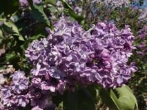 Violetta_20180521_LMSU_MLD_2