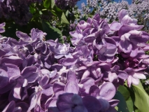 Violetta_20180521_LMSU_MLD_3