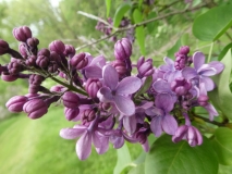 Violetta_201906_RBG_MLD