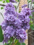 Violetta_2021_MN
