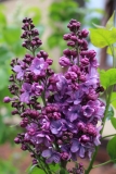 Violetta_2021_Russia_NS