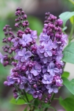 Violetta_2021_Russia_NS_2