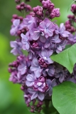 Violetta_2021_Russia_NS_3