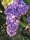 Violetta_20230526_Hueg_MLD_1