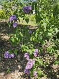 Violetta_20230526_Hueg_MLD_2